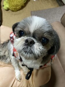 ふーみんマン隊長の写真